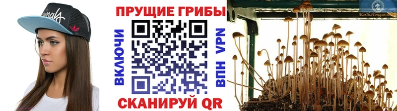 где купить наркотик  Мышкин  Галлюциногенные грибы GOLDEN TEACHER 
